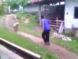 104K views · 339 reactions | CRAZY PLAY RAM & MAN FIGHT | Nigeria TV | Facebook