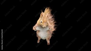 squirrel Dance CG fur. 3d rendering, animal realistic CGI VFX, Animation Loop, composition 3d mapping cartoon, Included in the end of the clip with Alpha matte.