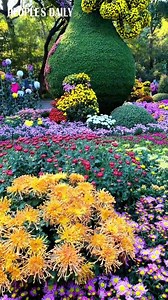 Over 10,000 pots of chrysanthemums are seen blooming in their best looks at an ongoing chrysanthemum show in Hangzhou, east China's Zhejiang. Kicked off on Saturday, the show will last for about a month. | VideoChina