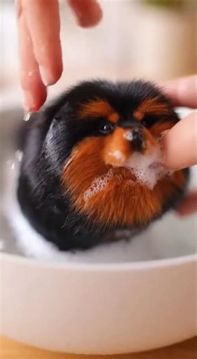 Mini Tibetan Mastiff Bath – 3cm of Fluff and Cuteness 🐶🛁