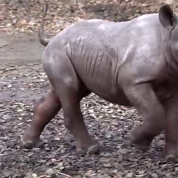 Jozi's calf is a boy! This little guy celebrated turning 2 months old with his first trip outside (followed by a nap with Mom) | Oregon Zoo