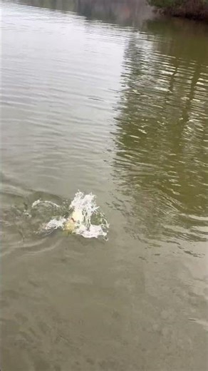 Happy holidays!!!! #bassfishing #bigbass #fishing