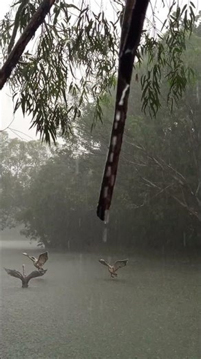 Non-Stop Rainfall Caught on Camera | Heavy Rain & Thunderstorm Sounds"
