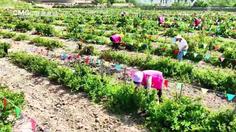 15万亩金银花开了　药用价值藏在这部位