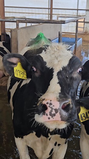 2.3K views · 36 reactions | Why are some of our cows extra colorful?! Our cow care team uses a non-toxic washable chalk paint as a quick way to keep track of our cows and their life cycles. Maybe she is in heat or is recently pregnant... or maybe she's a witch! #cows #dairyfun #holsteins #visitcolorado #wicked | Morning Fresh Dairy Farm | Facebook