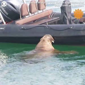 Wally the walrus climbed onto a boat off the coast of Southern Ireland. Wally is a local celebrity. He was first spotted in March and has spent months wandering the coasts of Ireland, Britain, France, and Spain. | CBS Sunday Morning