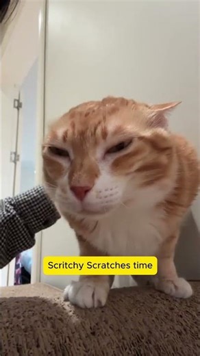 CatsCompilation: The Softest Vibe on the Internet #127 #cat #catlovers #catcore