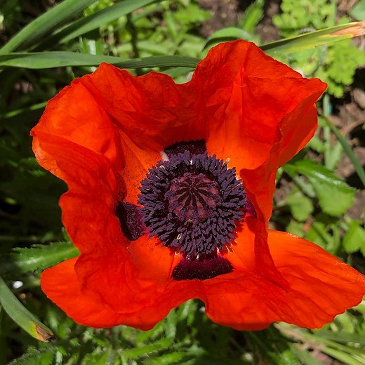 Prince Of Orange Oriental Poppy, Papaver orientale | High Country Gardens