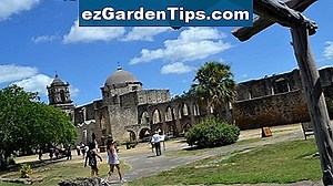 Árboles de sombra del sur de Arizona 🌱 Tips Jardineros - Es.ezGardenTips.com