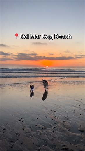 Chloe + Lola | Home and Pet UGC Creator on Instagram: "Have you been to any of these dog beaches? 👀 Dog friendly beaches in San Diego | San Diego dog beach | dog swimming | papillon dog | Southern California #thefurtuneteller"