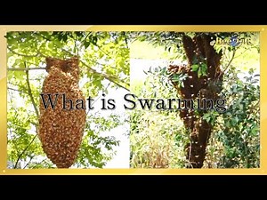 What is Swarming?
