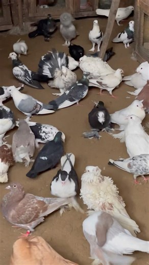 Fancy pigeons different breeds #pigeon #birds #bird
