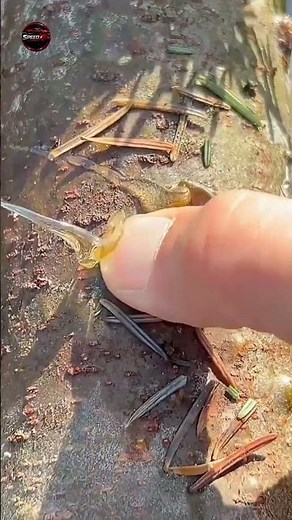 This Tree Produces Sticky Liquid 😱 | Balsam Fir Facts