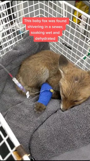 Rescued Baby Fox's Heartwarming Recovery Journey