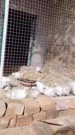 #birdsounds #animalshorts #animals #birdslovers #hen #funnyshorts #cutebirdsvideo