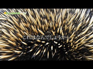 【東山動植物園公式】これはなんでしょうか。《 ハリモグラ 》
