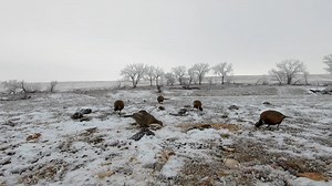 Pheasants feeding in the frost | ND Wildlife and Landscapes