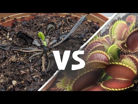 Reasons Your Venus Fly Trap is Unhealthy- Carnivorous Plant Care 🌱