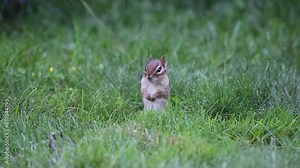 Selective focus view of adorable eastern chipmunk sitting in lawn in the summer staring intently from its burrow, Quebec City, Quebec, Canada