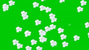 Download Animated video of flower rain with a green background. for free