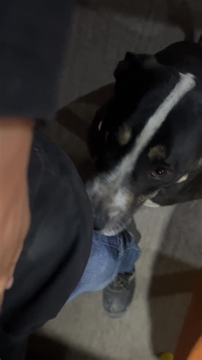 #viral #perritos #divertido #amor #fyp