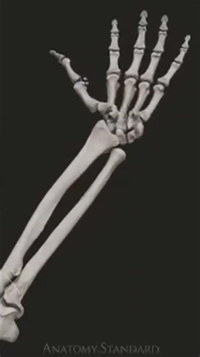 X- Shape of Radius: Rotation of Radius bone semi- circular