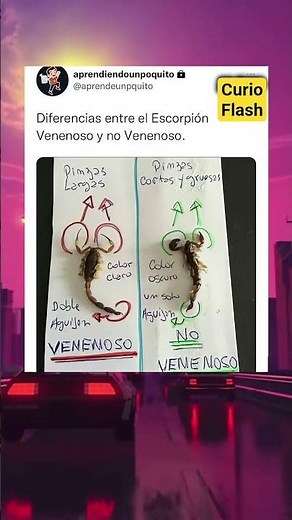 😱 “Este truco puede salvarte: cómo saber si un escorpión es venenoso”