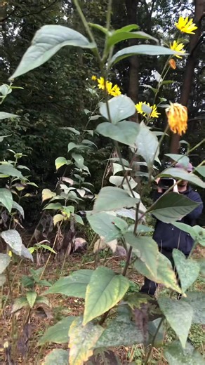 Helianthus tuberosus ,de aardpeer!! | Rob Verlinden