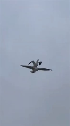 Meme Seagulls: Funny Chant and Screaming Clips