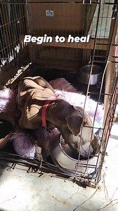 #Coyotes #wildlife #healingjourney #familydog #puppyman | Randy Franklin