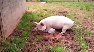 9.1K views · 297 reactions | Wee Wee is digging his own mud holes now, and learning to be a real pig! Video by Dar Veverka. | WeeWee the Pig | Facebook