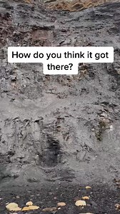 12K views · 34 reactions | Here’s a perfectly preserved Jurassic...