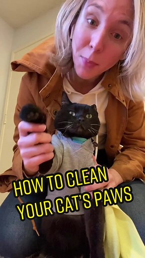 How to Clean Your Cat's Paws After a Walk