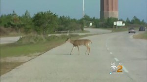 6.2K views · 88 reactions | OH DEER: If you see more deer on the roads, it's because it's currently breeding season. | CBS New York | Facebook