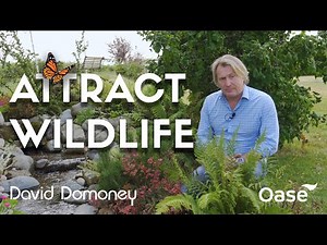 Create a Wildlife Haven with an Artificial Stream