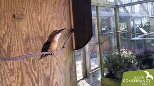 5.4K views · 405 reactions | Diego, our Blue-winged Kookaburra, is a chatty little bird and we love catching up with him each morning before breakfast! You need the sound on to appreciate this one. | Hawk Conservancy Trust | Facebook