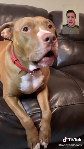 How Penny the Dog Makes Calls: A Fun Video