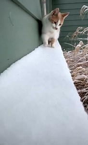 5.6K views · 101 reactions | WINTER WEATHER: A little snow isn't stopping this fearless feline from getting outdoors. Kelly Hollis shared this video of Kitty's first snow Tuesday. You can share your pictures and videos at krcrtv.com/chimein | KRCR News Channel 7 | Facebook