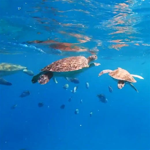 19K views · 238 reactions |   We've got no trouble life is the bubbles!! | The Pet Collective | Facebook