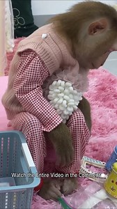 So heartwarming! Monkey Lyly's happy reunion and a wonderful present from a loved one | Monkey LyLy Famliy