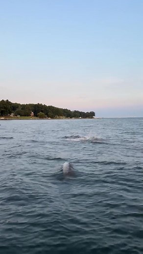 93K views · 2.2K reactions |  Marine Monday Trivia Reveal! ...