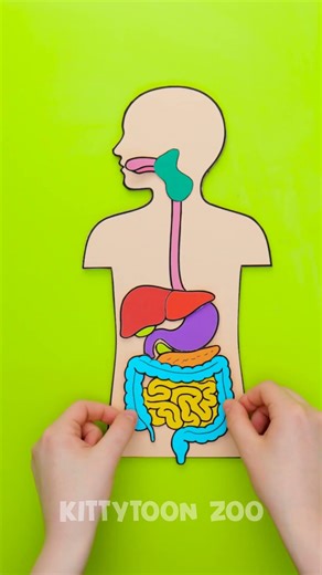 🫀 Body Organs SUPER Team! How They Work Magic! 🧠❓