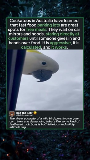 Feathered Mob Boss Demands Your Food