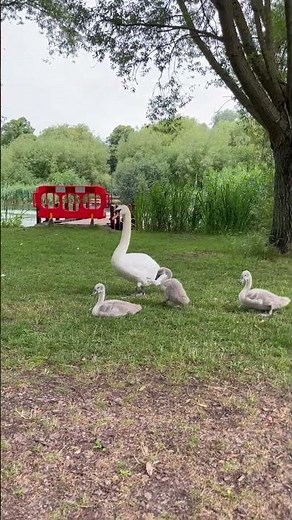 AGGRESSIVE Swan Attacks Me