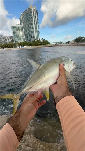 Topwater Jack Crevalle , crushing waves ,one of my favorite fishing . #jackcrevalle #topwaterstrike