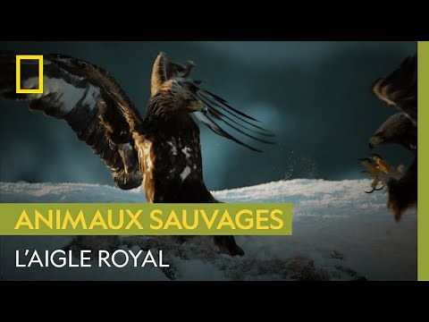 Majestueux aigle royal