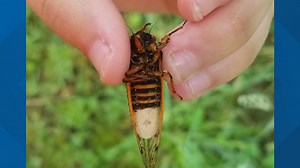 'Zombie cicadas' being controlled by mind-altering fungus found again in West Virginia