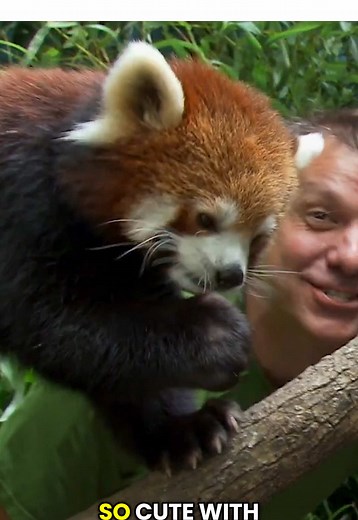 Did you know the red panda is the only living species in its family, Ailuridae? 🐾 Even though they share a love for bamboo and have a “false thumb” like giant pandas, they’re not actually closely related! These amazing little climbers munch through up to 2,000 bamboo leaves a day but they also enjoy fruits, lichens, bird eggs, and even small insects. Red pandas have an awesome Creature Power where they can taste the air! Special bumps under their tongue help them detect scent chemicals, guiding