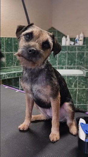 Energetic Border Terrier Grooming Transformation ✂️🐾 | Hand Stripping #borderterrier