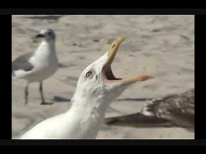 Screaming Seagulls Downtheshore